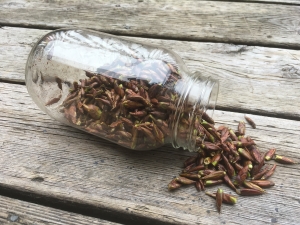 poplar bud buds salve herbal pharmacy
